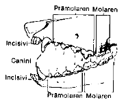 Seite 7 von 20 pää: kuono = 40 : 60 8 * Pää - korvat pehmeät liian suuret,/ ei täysin kiinteät/ hajaasentoiset,/ ahdas korvienasento standardinmukaiset liian pienet/ ahdas korvienasentoi virheasento