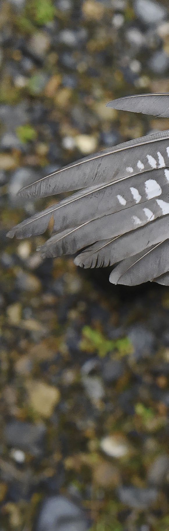 Harvinaisuushavainnot 2015 Rariteettikomitean hyväksymät vuoden 2015 harvinaisuushavainnot Rare birds in Finland in 2015 Roni Väisänen, Hannu Huhtinen, Petri Lampila, Aleksi Lehikoinen, Petteri
