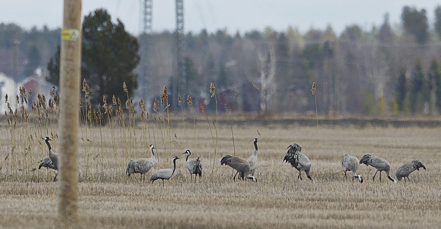 Linnustonseuranta Sauvo Härmälä (Matti Moilanen, Eeva Moilanen); 18.1. Sauvo Lautkankare (Ilkka Hemmilä, Aini Hemmilä); 26.1. Taivassalo Uurna (Ismo Kärpijoki, Jouko Laine); 26.2. Pyhäranta Ihode (Juha Saarnio); 11.