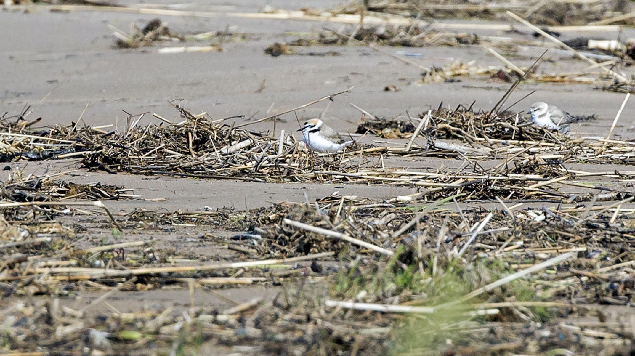 Harvinaisuushavainnot 2015 Mustajalkatylli Charadrius alexandrinus (18, 69, 3) = 90 (1, 1, 5, 1, 0, 5, 0, 1, 4) 7.5. Mynämäki Mietoistenlahti n (v) (Timo Elovaara, Tarmo Nurmi, Raino Suni); 2.6. Raahe Olkijokisuu k + n (v) (Ville Suorsa ym.