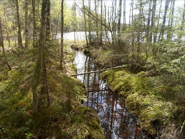 Kuva 8. Paikoin kenttäkerroksen lajisto uupuu kokonaan. Kuvat 9ab. Vasemmalla itärannan mäntyvaltaista kangasta. Oikealla ei-luonnontilainen uoma.