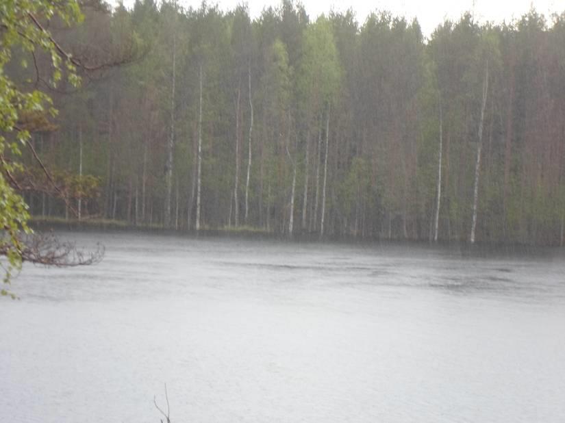 Calluna vulgaris, kanerva, 1-3 Trientalis europpaea, metsätähti 1 Kuva 13. Ahojärven länsirannan mäntyvaltsista kangasta. Maapuita tai pystykeloja ei esiinny. Länsirantaa soveltuu rakentamiseen.