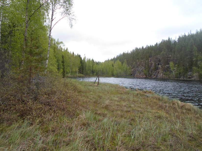 Etelärantaa kohti kuljettaessa on luhtareunus aina etelään asti. Sen takana on pajuvyöhyke. Vyöhykkeellä mm karpalo, saroja (sp), metsätähti, metsälauha, metsäimarre).