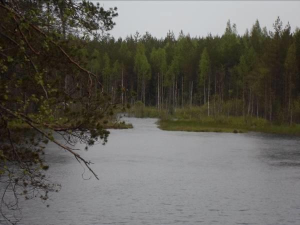 Calamagrostis arundinace, metsäkastikka 1 Equisetum sylvaticum, metsäkorte 1 Linnea borealis, vanamo 1 Agrostis capillaris, nurmirölli 1-2 Deschampsia flexuosa, metsälauha 3 Kuvat 4ab.