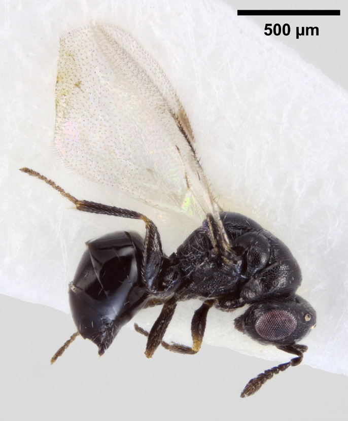 2 Sahlbergia 22.1 (2016), 2-7 Suomen himmikiilupistiäiset (Hymenoptera, Chalcidoidea, Eurytomidae) Martti Koponen ja Veli Vikberg Koponen, M. and Vikberg, V.