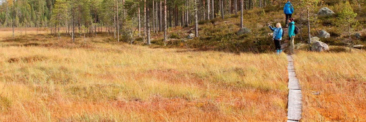 Juho Lampinen Patvinsuon kansallispuiston kävijätutkimus