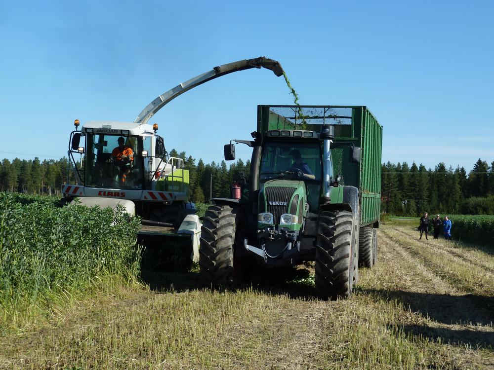 Härkäpapu+vehnä Korjuu siiloon 26.