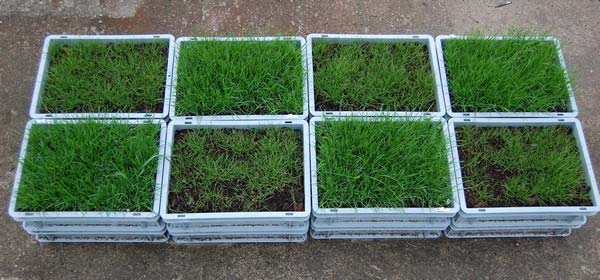 Perustumisvaiheessa oleva nurmikko. Kasvualustan (1 cm) läpi valuneen sadeveden määrä (ml) Astia 3 x 4 cm) Läpivalunut vesimäärä ml 4 35 3 25 2 15 1 5 Musta Kasvuturve 8 Musta Kasvuturve + 2 KA er 23.