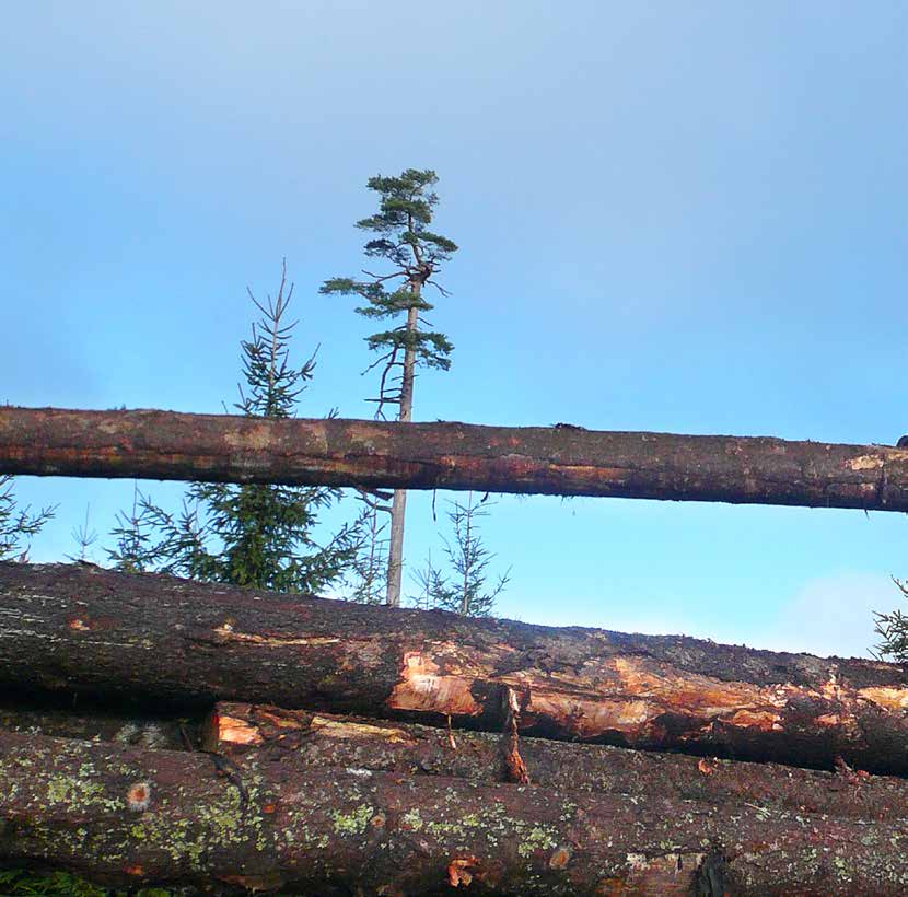 KOKOPUUNOSTURIT LÅNGVIRKESKRANAR TREE-LENGTH CRANES Suurten puunrunkojen käsittely vaatii nosturilta paljon. Nosturin on oltava voimakas, kestävä sekä ulottuva.