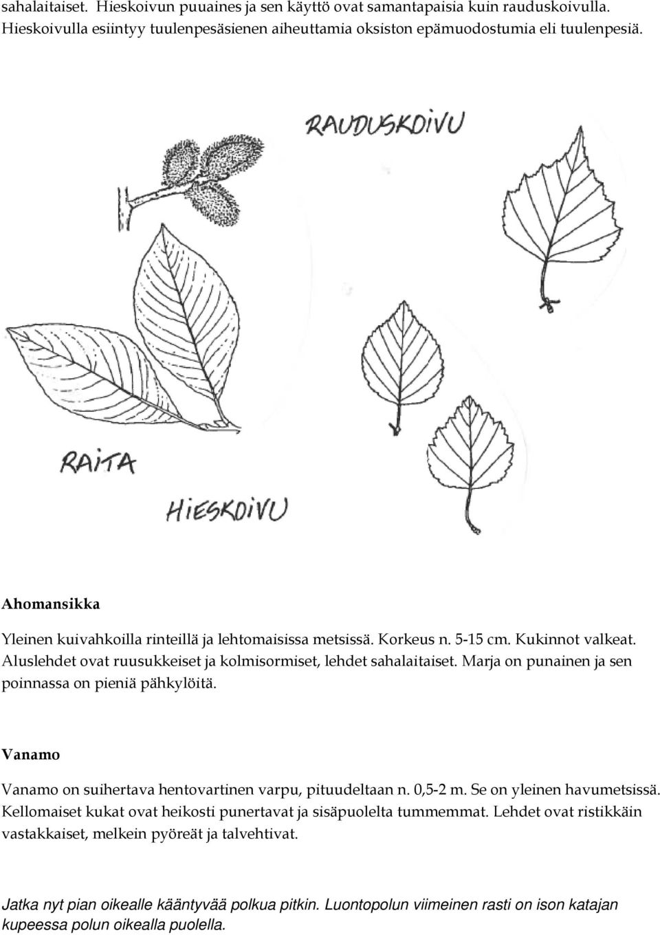 Marja on punainen ja sen poinnassa on pieniä pähkylöitä. Vanamo Vanamo on suihertava hentovartinen varpu, pituudeltaan n. 0,5-2 m. Se on yleinen havumetsissä.