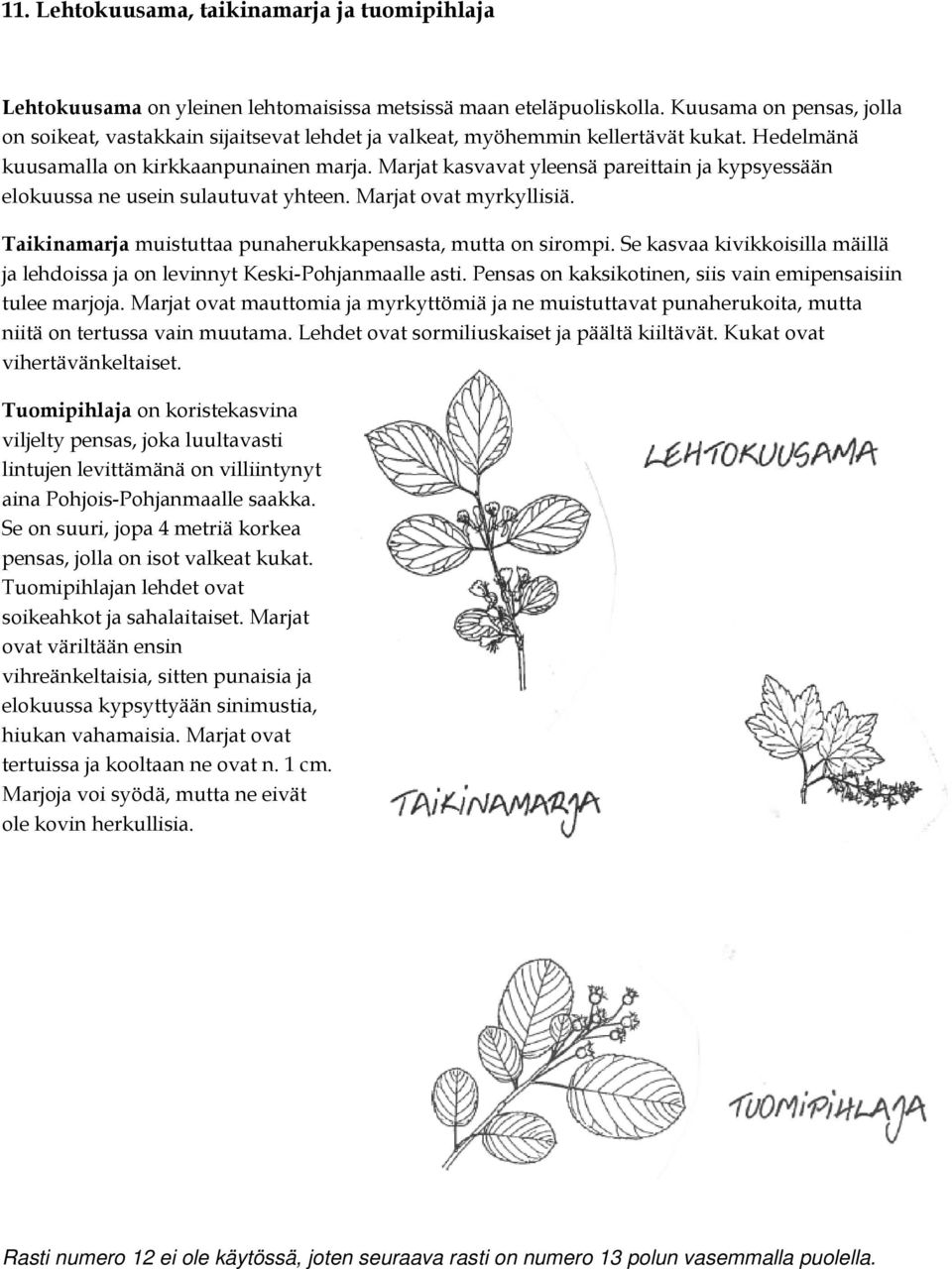 Marjat kasvavat yleensä pareittain ja kypsyessään elokuussa ne usein sulautuvat yhteen. Marjat ovat myrkyllisiä. Taikinamarja muistuttaa punaherukkapensasta, mutta on sirompi.