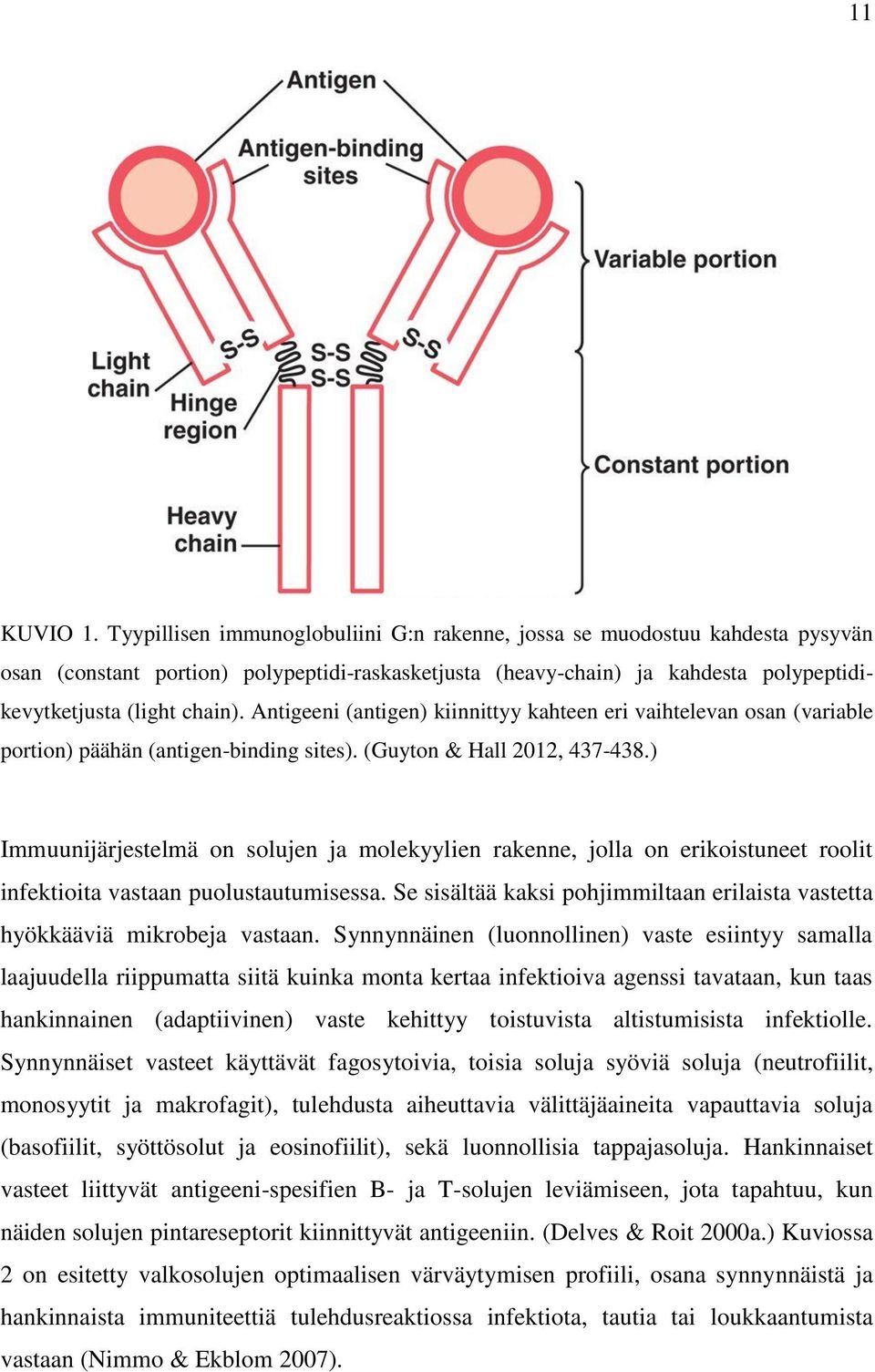 Antigeeni (antigen) kiinnittyy kahteen eri vaihtelevan osan (variable portion) päähän (antigen-binding sites). (Guyton & Hall 2012, 437-438.