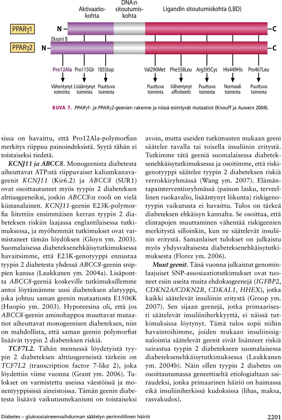 PPARγ1- ja PPARγ 2-geenien rakenne ja niissä esiintyvät mutaatiot (Knouff ja Auwerx 2004). sissa on havaittu, että Pro12Ala-polymorfian merkitys riippuu painoindeksistä.