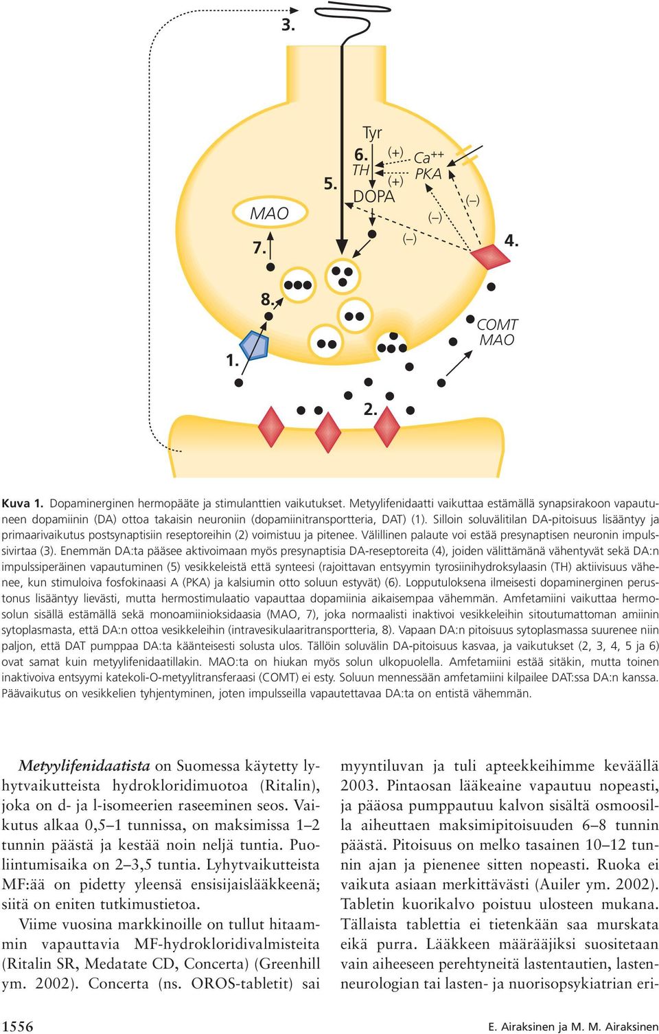Silloin soluvälitilan DA-pitoisuus lisääntyy ja primaarivaikutus postsynaptisiin reseptoreihin (2) voimistuu ja pitenee. Välillinen palaute voi estää presynaptisen neuronin impulssivirtaa (3).