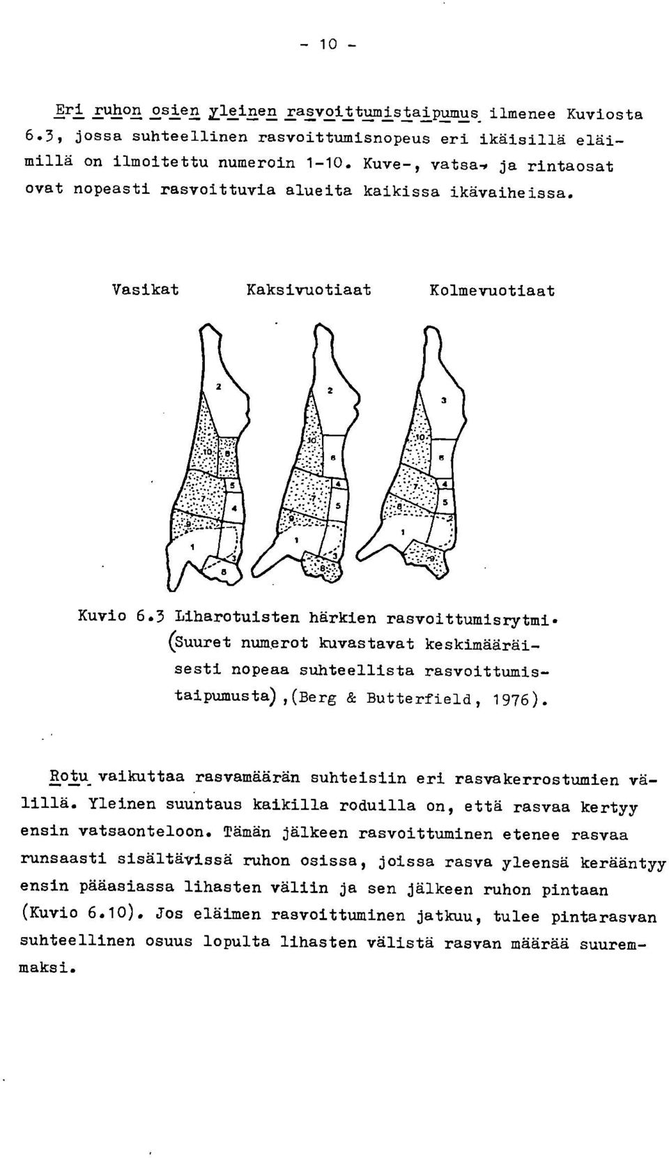 (Suuret numerot kuvastavat keskimääräisesti nopeaa suhteellista rasvoittumistaipumusta),(berg & Butterfield, 1976). Rotu vaikuttaa rasvamäärän suhteisiin eri rasvakerrostumien välillä.