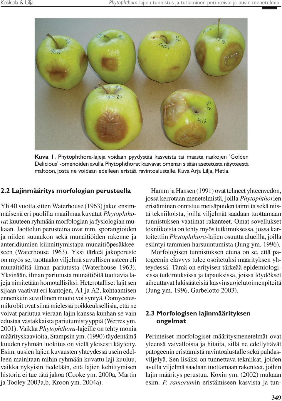 Phytophthorat kasvavat omenan sisään asetetusta näytteestä maltoon, josta ne voidaan edelleen eristää ravintoalustalle. Kuva Arja Lilja, Metla. 2.