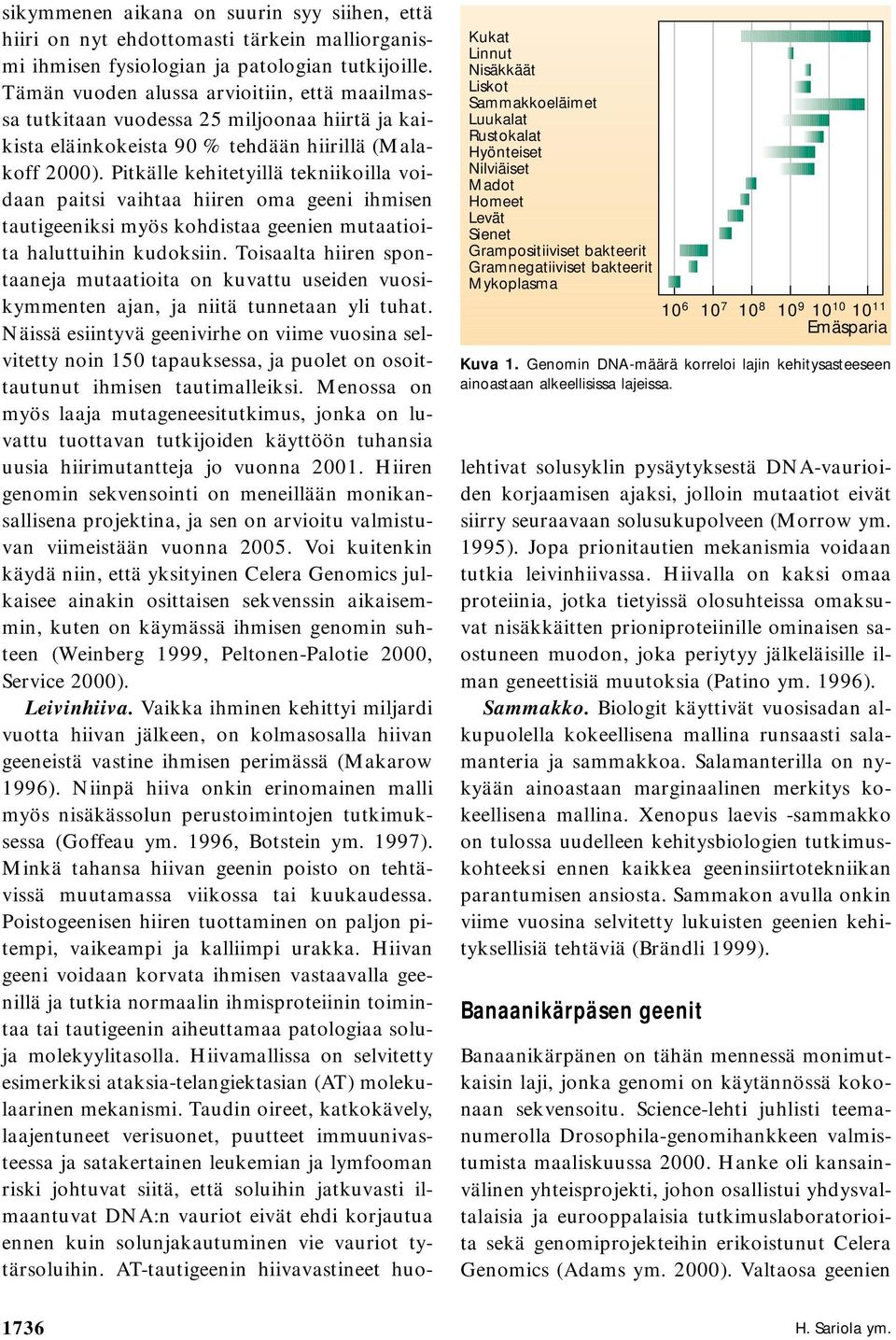 sikymmenen aikana on suurin syy siihen, että hiiri on nyt ehdottomasti tärkein malliorganismi ihmisen fysiologian ja patologian tutkijoille.