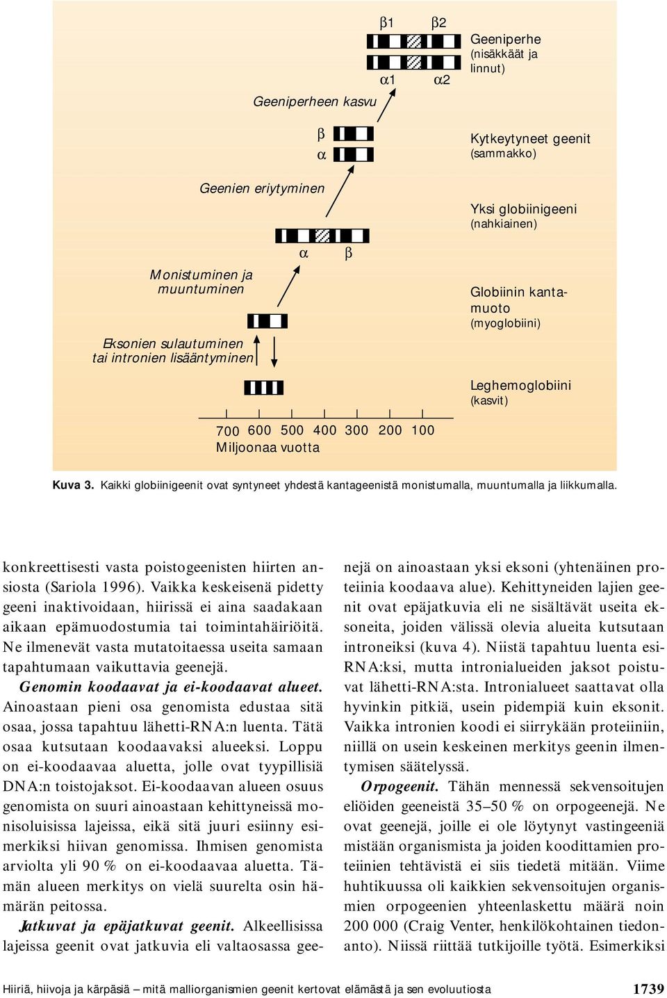 Kaikki globiinigeenit ovat syntyneet yhdestä kantageenistä monistumalla, muuntumalla ja liikkumalla. konkreettisesti vasta poistogeenisten hiirten ansiosta (Sariola 1996).