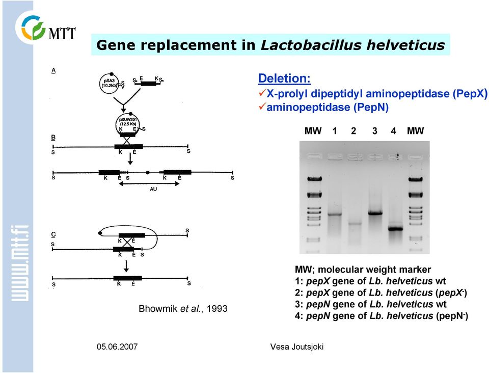 , 1993 MW; molecular weight marker 1: pepx gene of Lb.