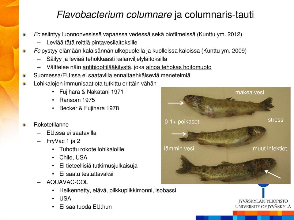 2009) Säilyy ja leviää tehokkaasti kalanviljelylaitoksilla Välttelee näin antibioottilääkitystä, joka ainoa tehokas hoitomuoto Suomessa/EU:ssa ei saatavilla ennaltaehkäiseviä menetelmiä Lohikalojen