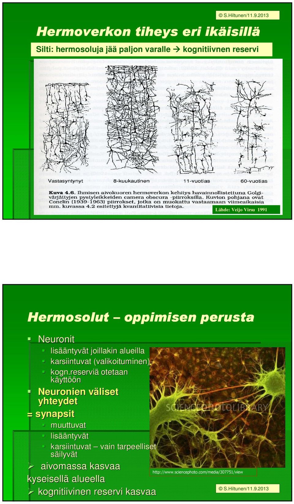 reserviä otetaan käyttöön Neuronien väliset v yhteydet = synapsit muuttuvat lisää ääntyvät karsiintuvat vain