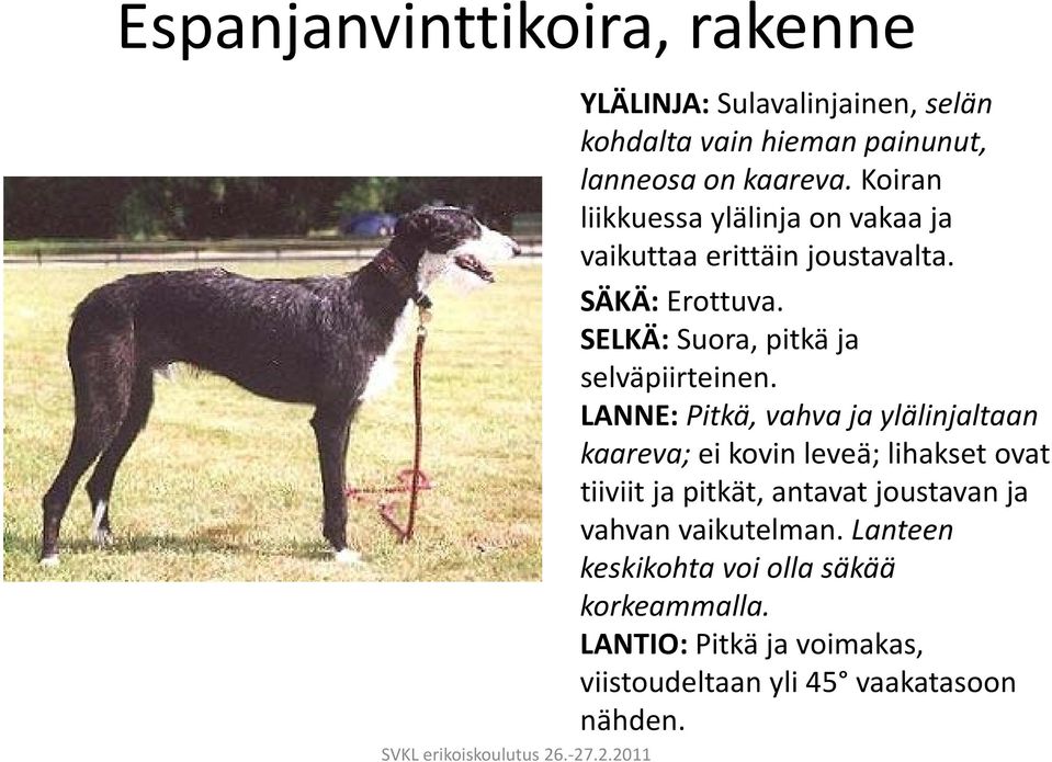 SELKÄ: Suora, pitkä ja selväpiirteinen.