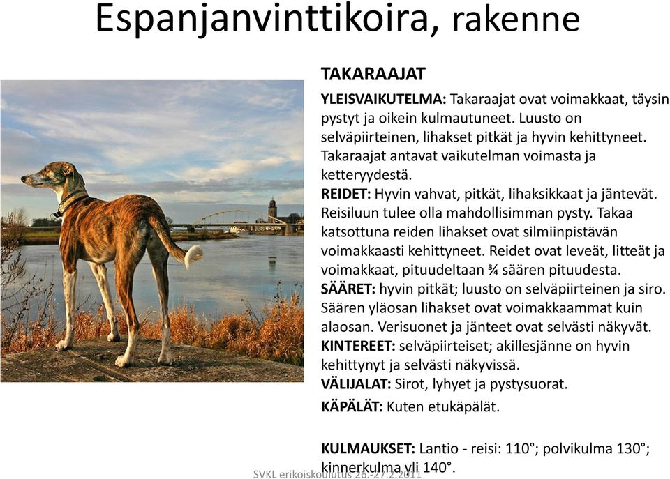 Takaa katsottuna reiden lihakset ovat silmiinpistävän voimakkaasti kehittyneet. Reidet ovat leveät, litteät ja voimakkaat, pituudeltaan ¾ säären pituudesta.