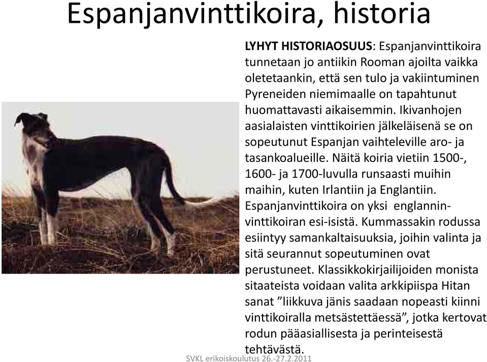 Näitä koiria vietiin 1500, 1600 ja 1700 luvulla runsaasti muihin maihin, kuten Irlantiin ja Englantiin. Espanjanvinttikoira on yksi englanninvinttikoiran esi isistä.