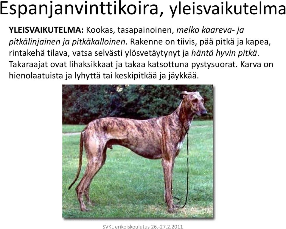 Rakenne on tiivis, pää pitkä ja kapea, rintakehä tilava, vatsa selvästi ylösvetäytynyt ja