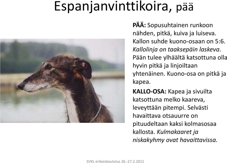 Pään tulee ylhäältä katsottuna olla hyvin pitkä ja linjoiltaan yhtenäinen. Kuono osa on pitkä ja kapea.