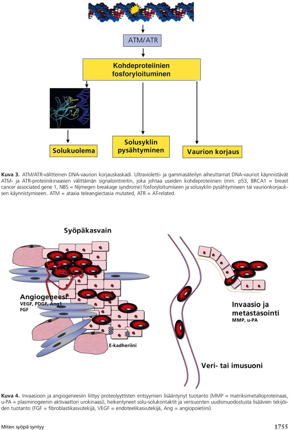 p53, BRCA1 = breast cancer associated gene 1, NBS = Nijmegen breakage syndrome) fosforyloitumiseen ja solusyklin pysähtymiseen tai vaurionkorjauksen käynnistymiseen.