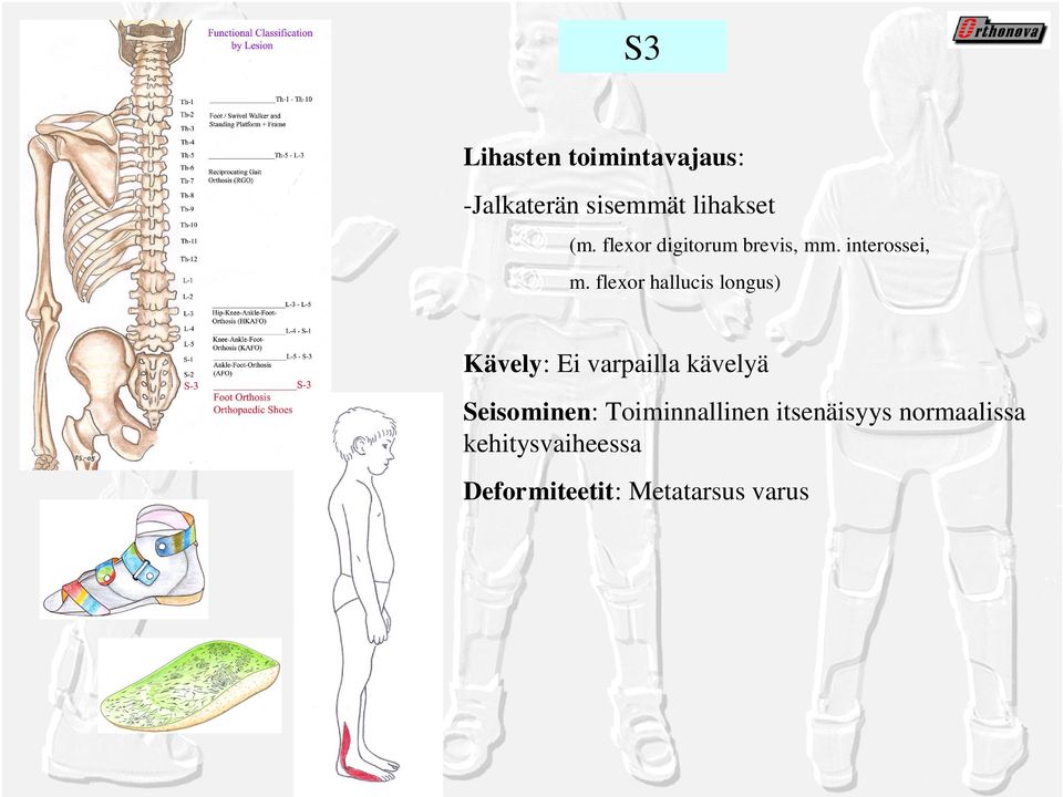 flexor hallucis longus) Kävely: Ei varpailla kävelyä Seisominen: