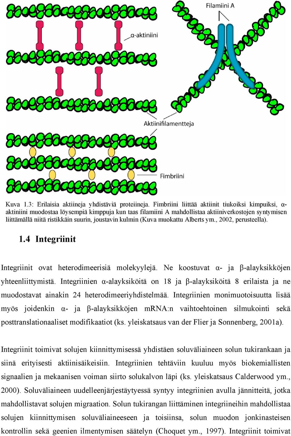 joustavin kulmin (Kuva muokattu Alberts ym., 2002, perusteella). 1.4 Integriinit Integriinit ovat heterodimeerisiä molekyylejä. Ne koostuvat α- ja β-alayksikköjen yhteenliittymistä.