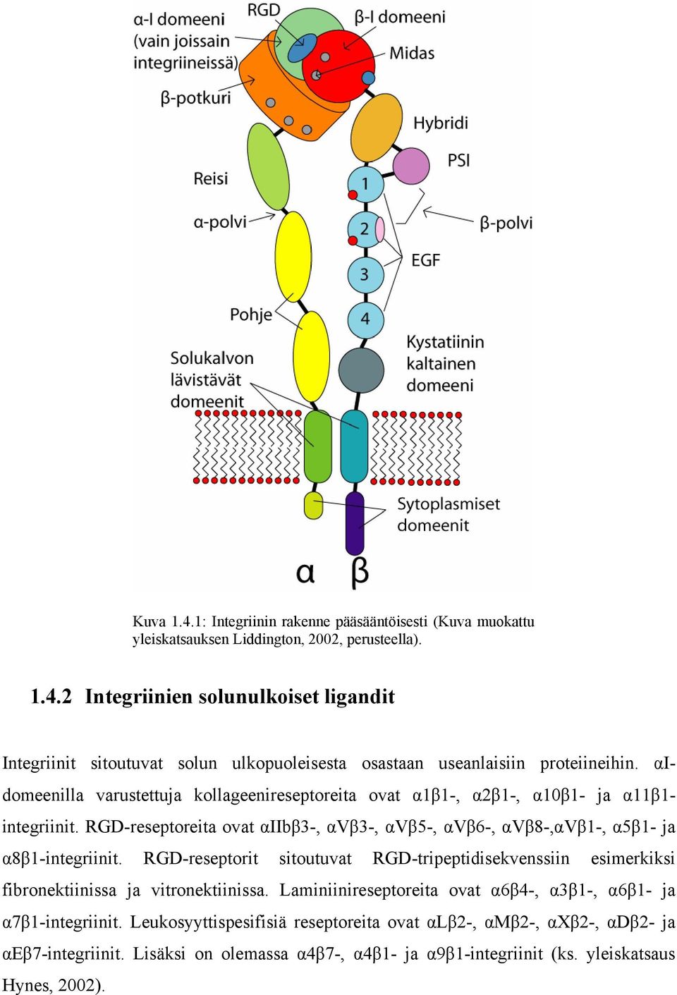 RGD-reseptorit sitoutuvat RGD-tripeptidisekvenssiin esimerkiksi fibronektiinissa ja vitronektiinissa. Laminiinireseptoreita ovat α6β4-, α3β1-, α6β1- ja α7β1-integriinit.