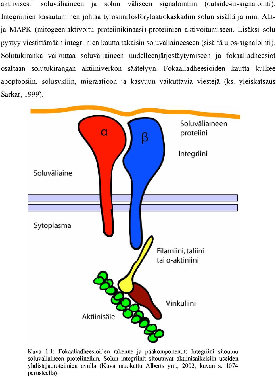 Solutukiranka vaikuttaa soluväliaineen uudelleenjärjestäytymiseen ja fokaaliadheesiot osaltaan solutukirangan aktiiniverkon säätelyyn.