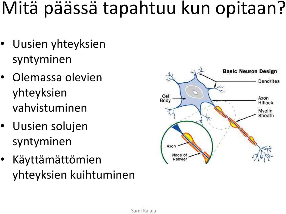 yhteyksien vahvistuminen Uusien solujen