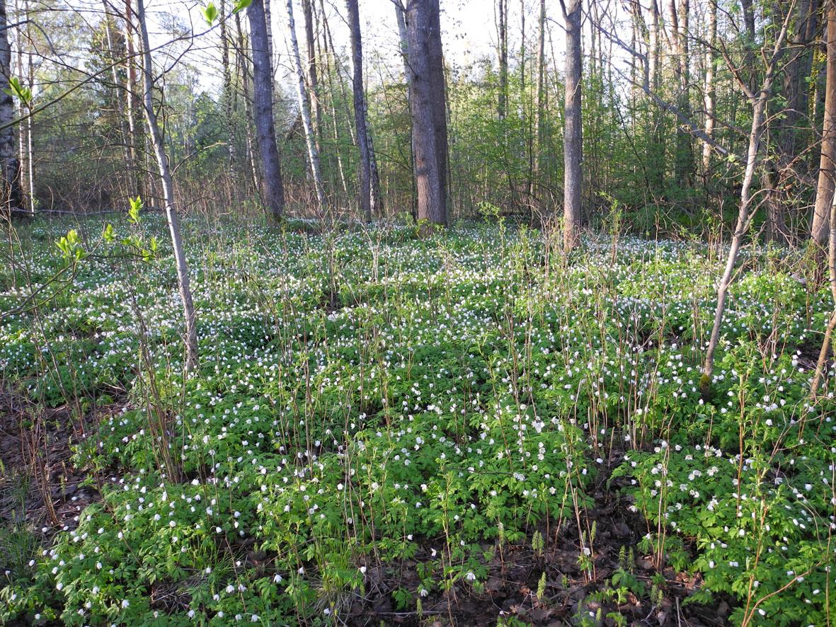 Kuva 2-3. Valkovuokot kukkivat keväällä lehtomaisella laikulla Länsiväylän vieressä. Itse Gräsanoja on sameavetinen.