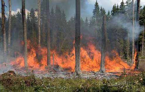 Kaj Lindh Kuva 6. Säästöpuuryhmän poltto luonnonhoitohankkeessa. Tavoitteena on turvata taantuneen metsäpaloista hyötyvän lajiston monimuotoisuus.