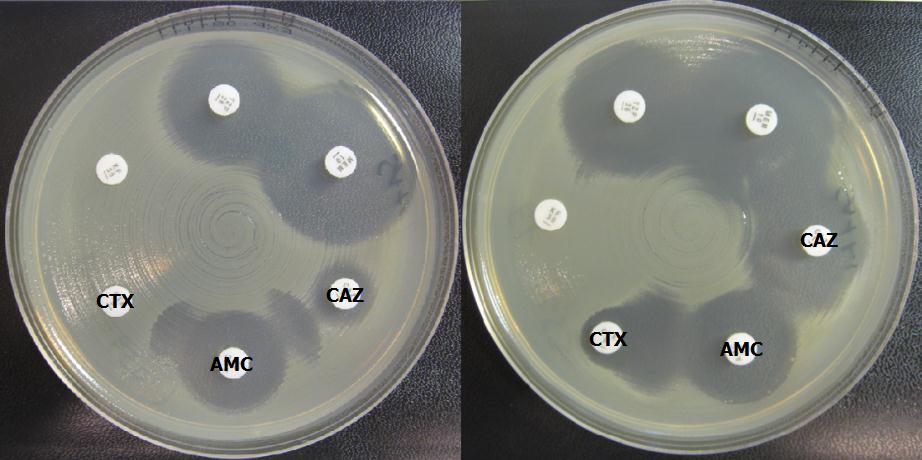 12 Kuvio 3. Esimerkkejä ESBL-kannoille ominaisista pöllökuvioista AMC-antibioottikiekon ympärillä antibioottiherkkyysmäärityksessä.