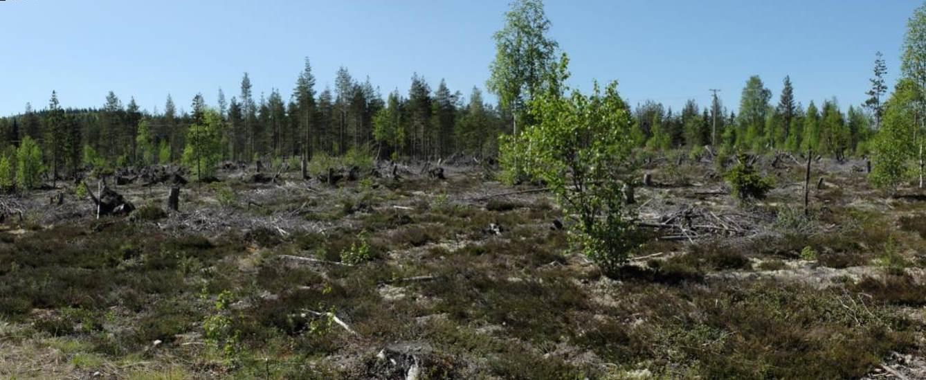 TONKOPURON ASEMAKAAVAN OSITTAINEN MUUTOS JA LAAJENNUS 7 ************************** Kuva 4 Metsähallituksen entistä sorakuoppa-aluetta Kuva 5 Tilan 92:14