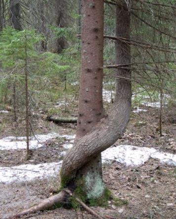 Tilan tai alueen liittäminen olemassa olevaan yhteismetsään yhteismetsäosuutta vastaan Tilusten luovuttaja saa luovuttamiaan tiluksia (=tiluksien arvoa) vastaavan osuuden yhteismetsään Edellytyksenä