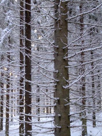 Yhteismetsän perustamisen vaiheet 1. Ajatus yhteismetsän perustamisesta syntyy 2. Ajatuksen kypsyttely ja neuvojen ja kokemusten kuuleminen (Metsäkeskus, Maanmittauslaitos, yhteismetsät) 3.