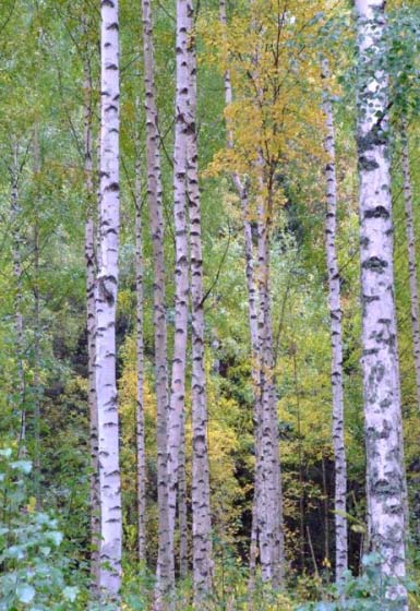 Yhteismetsän muodostamistoimitus Yhteismetsän perustamisesta kannattaa keskustella tulevan/nimetyn toimitusinsinöörin kanssa mahdollisimman aikaisessa vaiheessa Toimitus haetaan Maanmittauslaitoksen