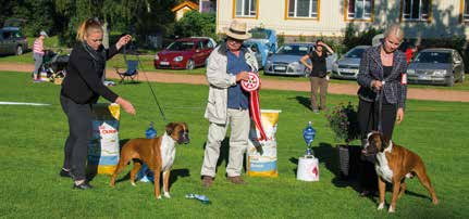 Kuvat: Timo Kokko Klubsieger 2015 Keltainen uros Tiikeri uros Keltainen narttu Tiikeri narttu Cocoon s Royal Choice Playbox s Warlock Bestbox Bonita de Luna Chanel Du Val D Europe Junior Klubsieger