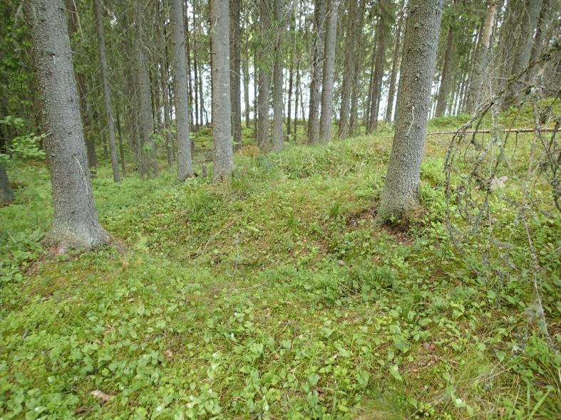 12 Sammalpeitteinen röykkiö Naurishautoja
