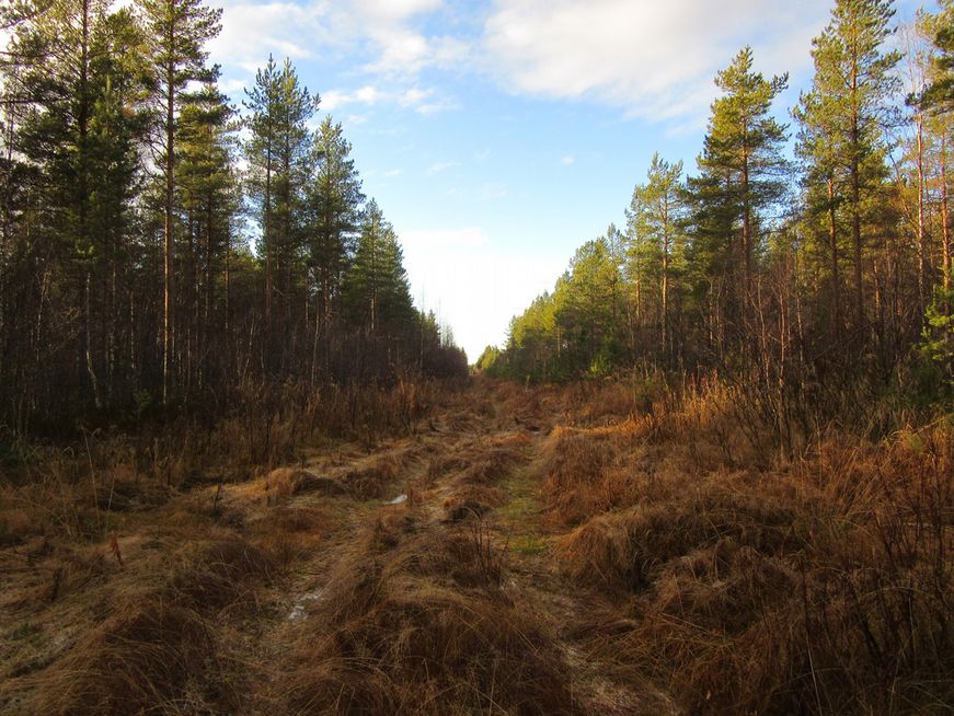 9 8. Tielinjausta voimalapaikan no. 31 pohjoispuolella. Voimalapaikka sijaitsee tasaisella ojitetulla rämeellä, maaperä osin kivikkoista. 4.