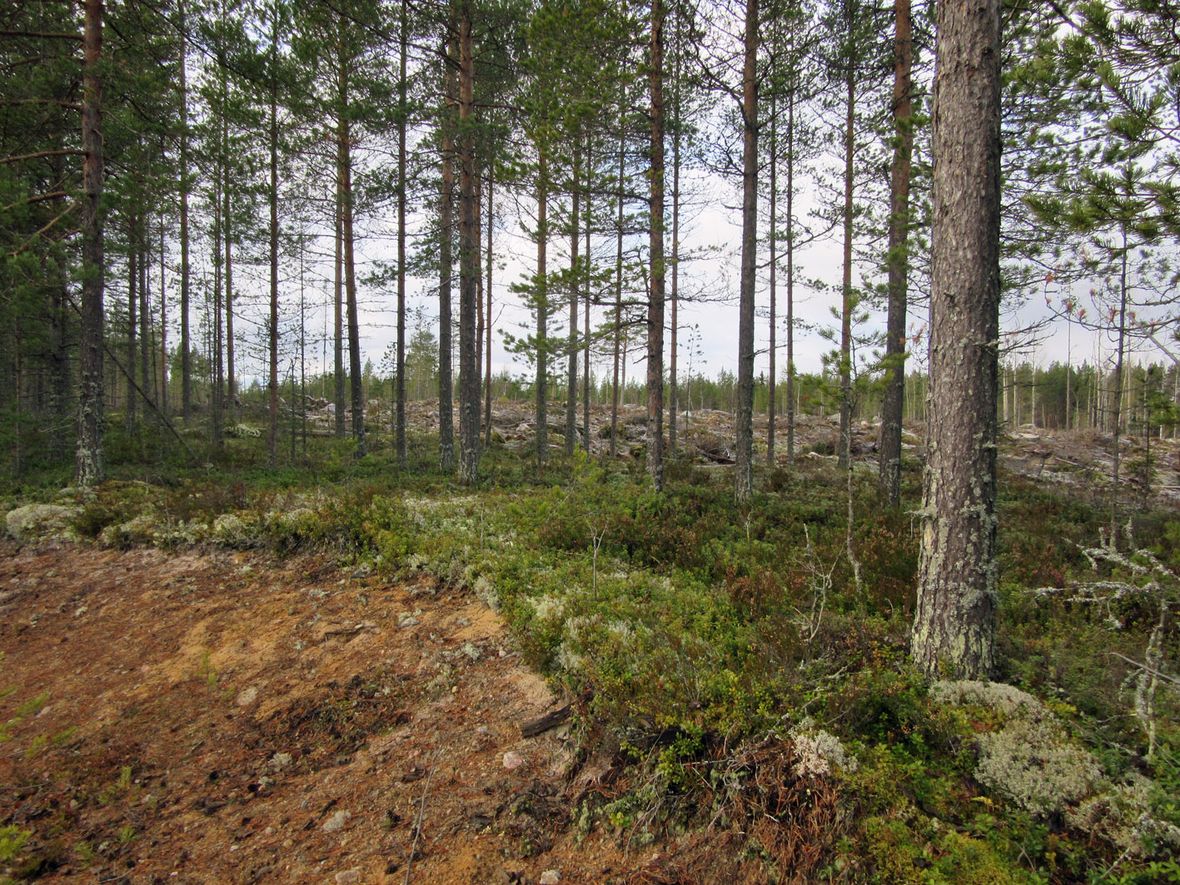 15 Läntisemmän röykkiön no.