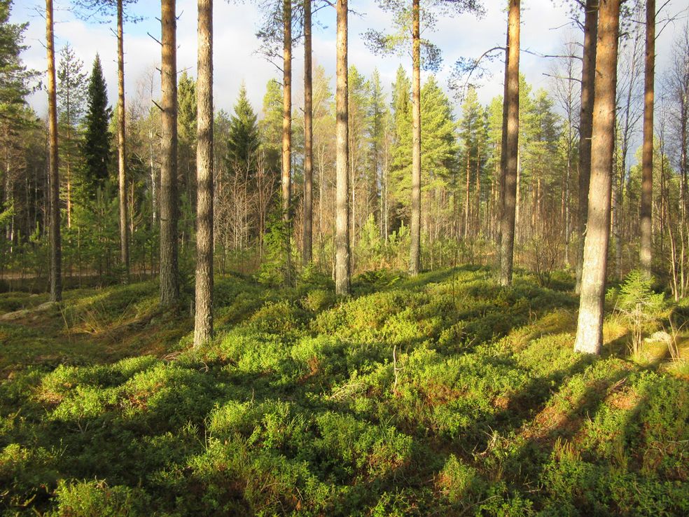 21 Tervahauta luoteeseen. 4. Majavaoja 3 Mj-rekisteri: Laji: Tyyppi: Tyypin tarkenne: Ajoitus yleinen: Lukumäärä: Rauhoitusluokkaehdotus: Paikkatiedot: Karttanumero: Koordinaatit: koord.