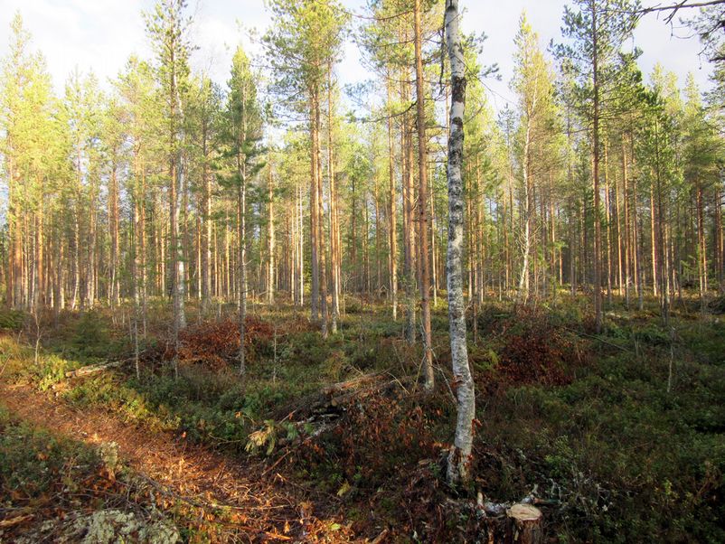 8 5. Laaja soranottoalue hankealueen koillisreunalla Papinkankaan eteläosassa. Paikalla on ollut ainakin 4 röykkiötä, jotka ovat tuhoutuneet. Kuva luoteeseen.