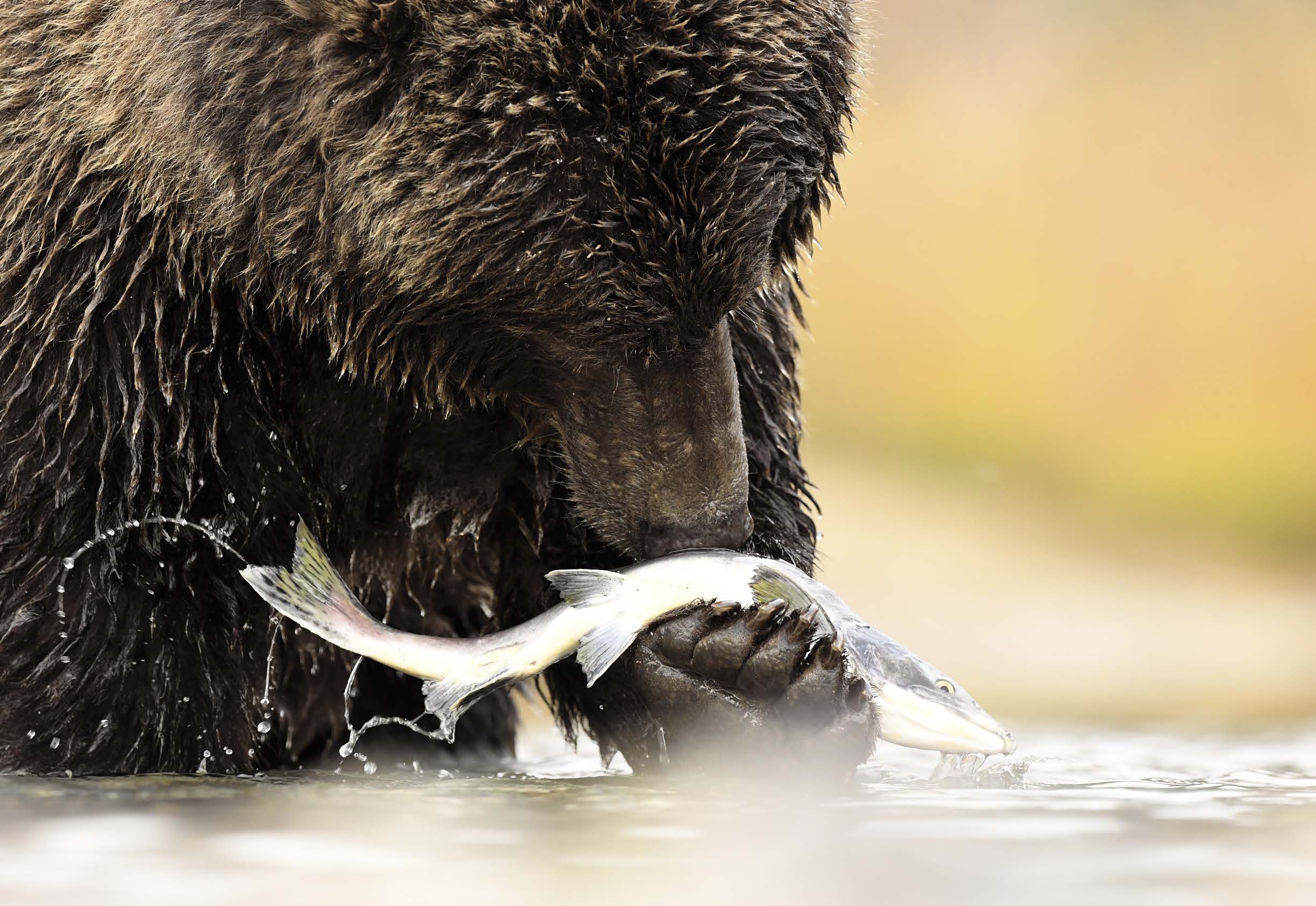 Objektiivi: AF-S NIKKOR 600mm f/4e FL ED VR Kuvanlaatu: JPEG hieno (paras laatu) Tarkennusaluetila: Yhden pisteen automaattitarkennus